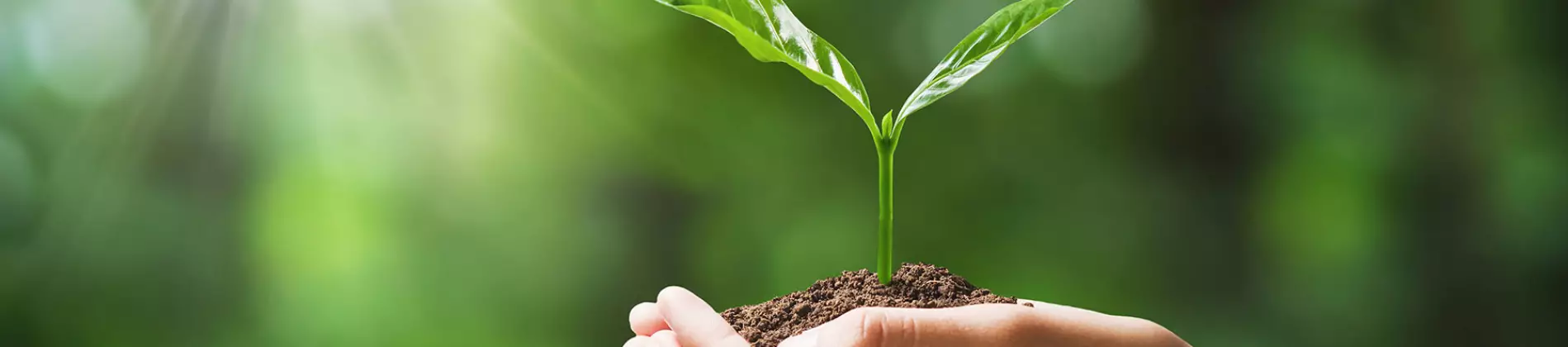 Agriculture