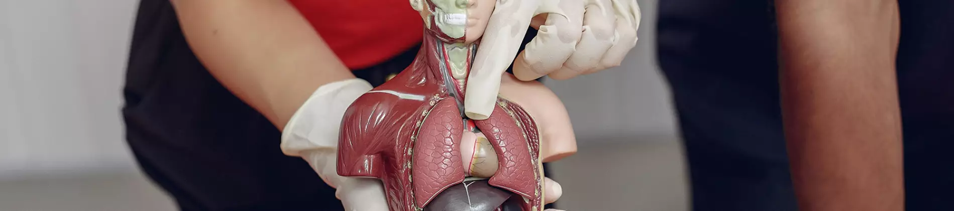 Anatomy