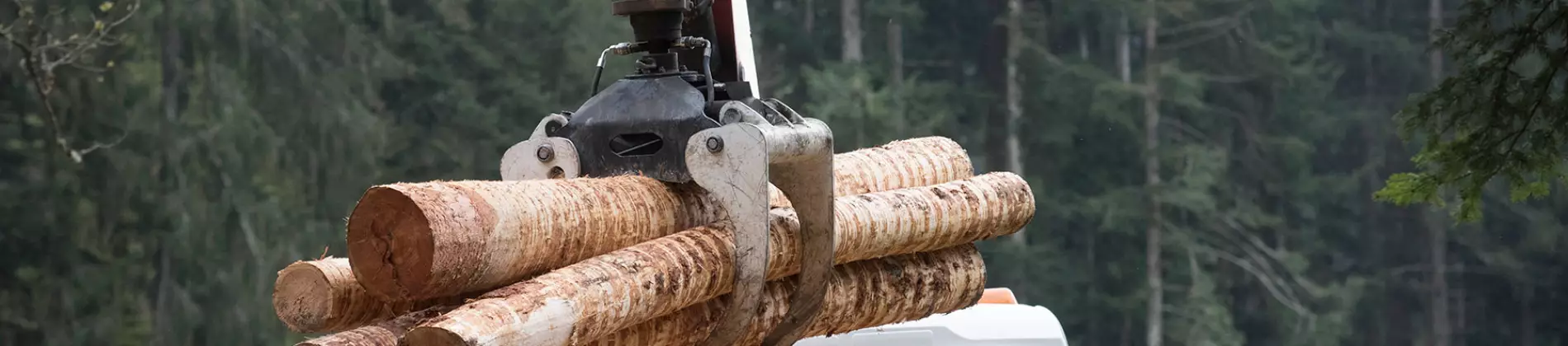 Your guide to know everything you need about studying Forestry