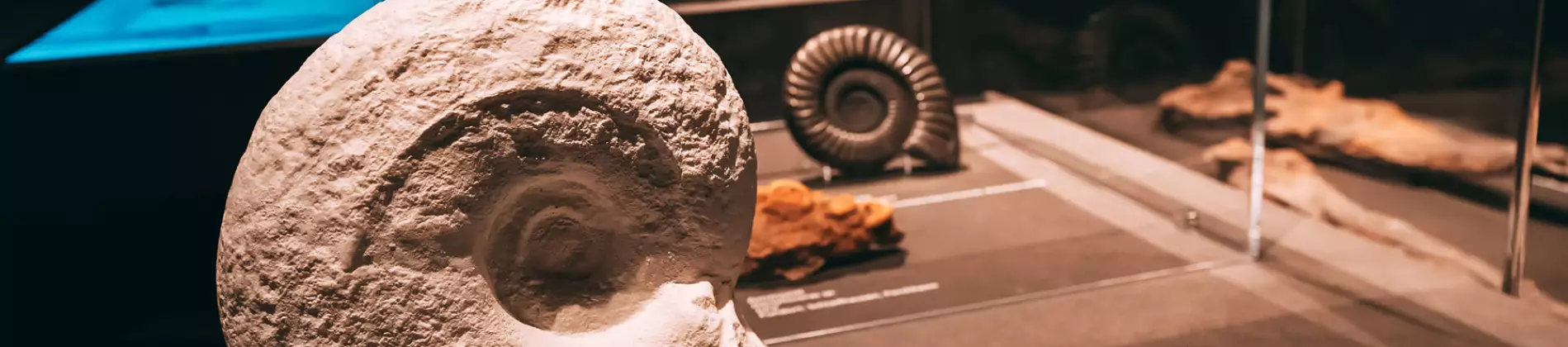 Museum Studies