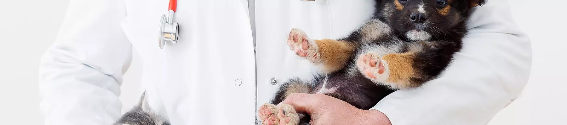 Veterinary Medicine